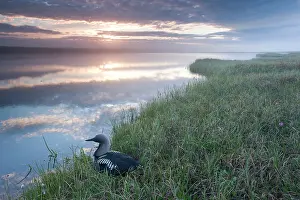Peter Mather: Pacific Loon / Diver Arctic National Wildlife Refuge