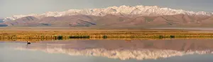 Anwr: Pacific Loon / Pacific Diver on pond Arctic National