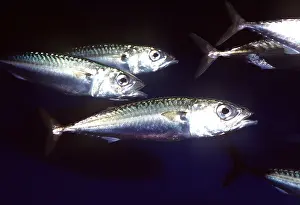 Mackerel: PACIFIC MACKEREL - SMALL GROUP