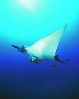 Birostris: Pacific Manta Ray