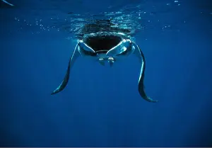 Rays: PACIFIC MANTA RAY - filter feeding