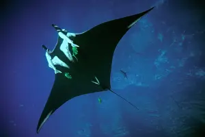 Pacific Manta Ray - with remoras. filter feeding
