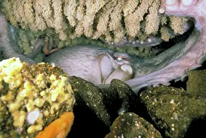 Brooding: Pacific Northwest. Octopus brooding over