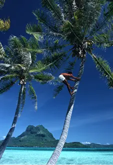 Kallen Marc Ferrero: Pacific Ocean - Palm Trees, man climbing Coconut palm