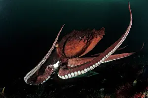 Mollusks: Pacific octopus Octopus dofleini Vancouver Island British Co