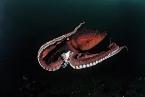 Mollusks: Pacific octopus Octopus dofleini Vancouver Island British Co