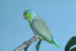 Ecuadoran: Pacific Parrotlet