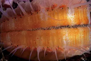 Scallops: Pacific pink scallop Chlamys rubida Vancouver Island British