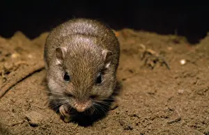 Pocket: Pacific Pocket Mouse