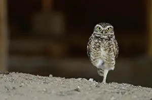Glaucidium: Pacific pygmy owl (Glaucidium peruanum) stands on