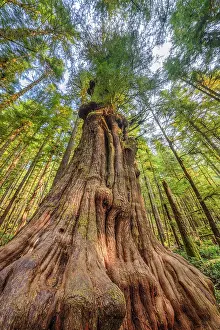 Cedar: Pacific red cedar (Thuja plicata) in the rainforest