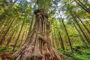 Cedar: Pacific red cedar (Thuya plicata) in the rainforest