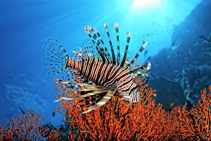 Landmarks: Pacific Red Lionfish (Pterois volitans), Great Barrier