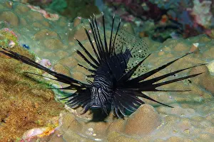 Volitans: Pacific red lionfish (Pterois volitans) in black