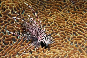 Scorpionfish: Pacific red lionfish (Pterois volitans) on Favia