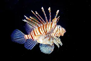 Scorpionfish: Pacific red lionfish (Pterois volitans) at night