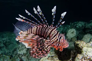 Scorpionfish: Pacific red lionfish (Pterois volitans) at night