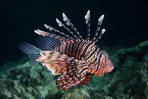 Scorpionfish: Pacific red lionfish (Pterois volitans) at night