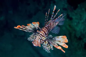 Metal: Pacific red lionfish (Pterois volitans) at night