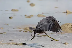 Sacra: Pacific Reef Heron / Eastern Reef Egret