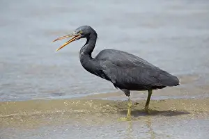 Sacra: Pacific Reef Heron / Eastern Reef Egret