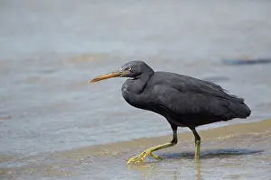 Sacra: Pacific Reef Heron / Eastern Reef Egret