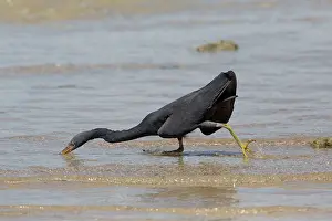 Sacra: Pacific Reef Heron / Eastern Reef Egret