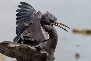 Sacra: Pacific Reef Heron / Eastern Reef Egret