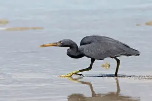 Sacra: Pacific Reef Heron / Eastern Reef Egret