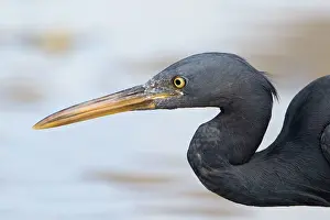 Sacra: Pacific Reef Heron / Eastern Reef Egret