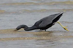 Sacra: Pacific Reef Heron / Eastern Reef Egret
