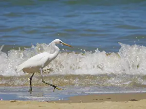 Morph: Pacific Reef Heron light morph Egretta sacra Sab