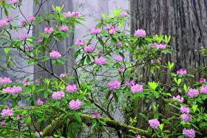 Redwood: Pacific Rhododendron in foggy redwood forest, Redwood