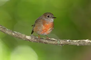 Petroica: Pacific Robin female at the forest edge