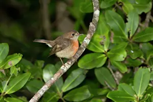 Petroica: Pacific Robin female at the forest edge