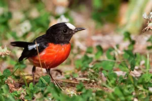 Petroica: Pacific Robin male