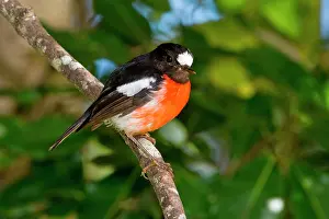 Petroica: Pacific Robin male