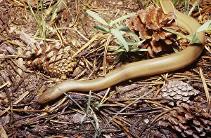 Nonvenomous: Pacific Rubber Boa