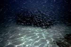 Sardine: Pacific Sardine