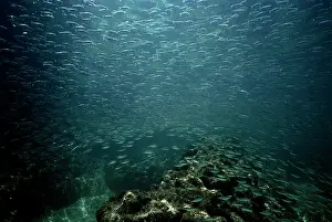 Sardine: Pacific Sardine