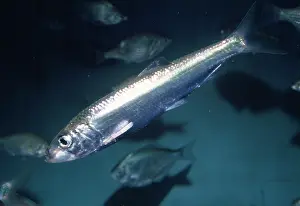 Sardine: PACIFIC SARDINE