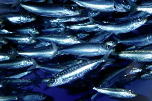 Sardine: PACIFIC SARDINE - SHOAL