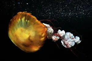 Chrysaora: Pacific Sea Nettle ( Chrysaora fuscescens ), captive