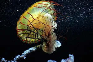 Chrysaora: Pacific Sea Nettle (Chrysaora fuscescens), Aquarium