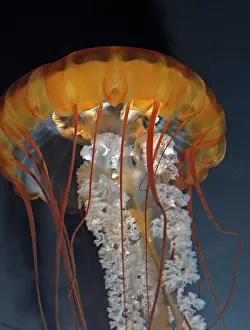 Chrysaora: Pacific Sea Nettle Jellyfish