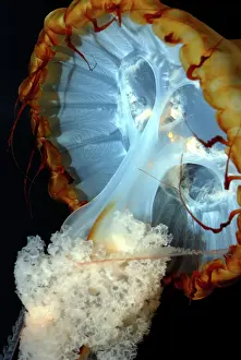 Chrysaora: Pacific Sea Nettle Jellyfish