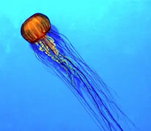 Chrysaora: Pacific Sea Nettle Jellyfish