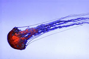 Chrysaora: Pacific Sea Nettle Jellyfish