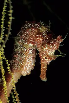Mimetical: Pacific Seahorse - Vulnerable IUCN Galapagos Islands UNESCO