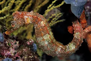 Mimetical: Pacific Seahorse - Vulnerable IUCN Galapagos Islands UNESCO